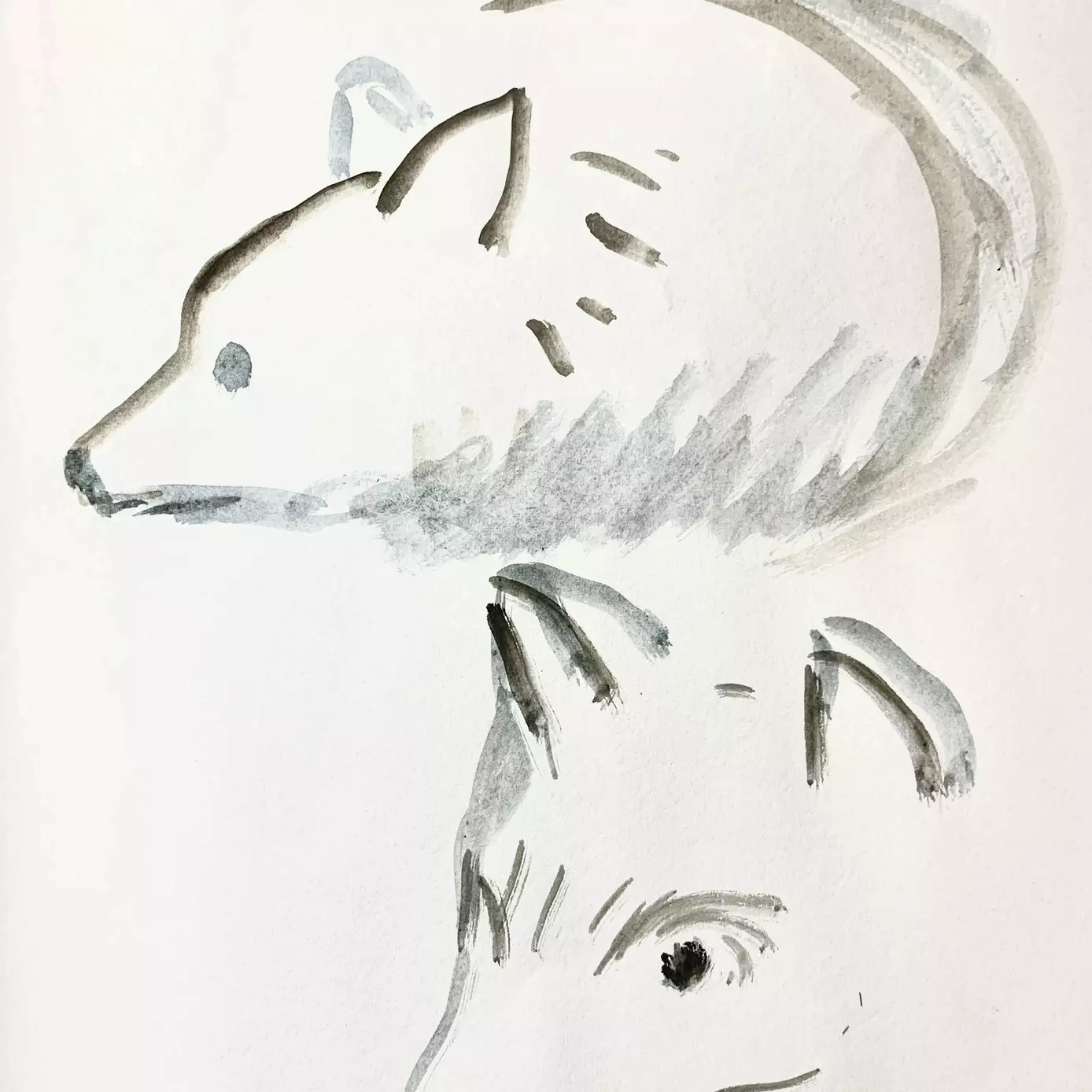 a sketch of two wolves using watercolour
